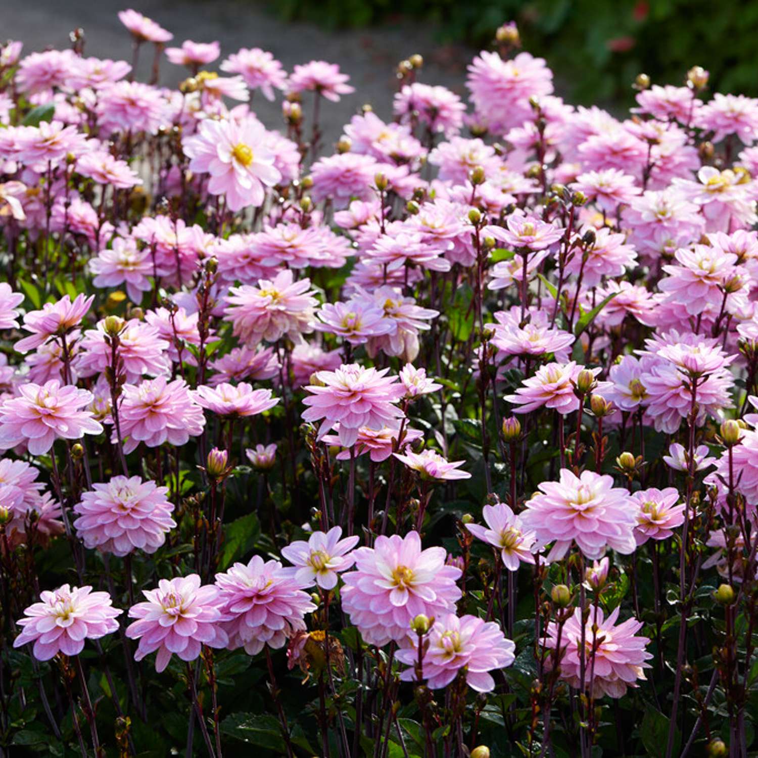 Dahlia 'Pacific Jewel'